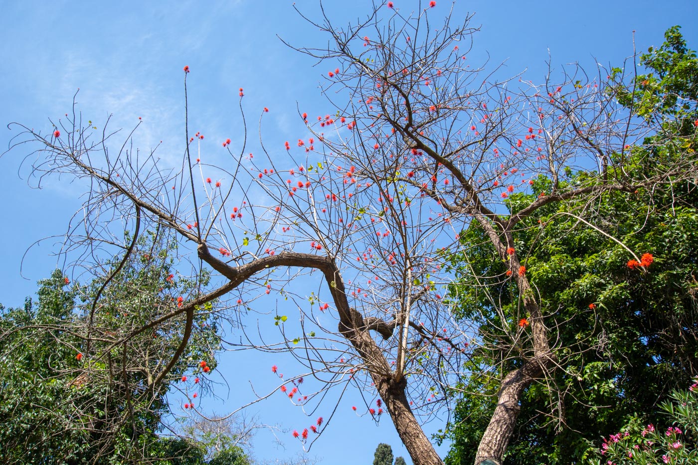 Image of Erythrina abyssinica specimen.