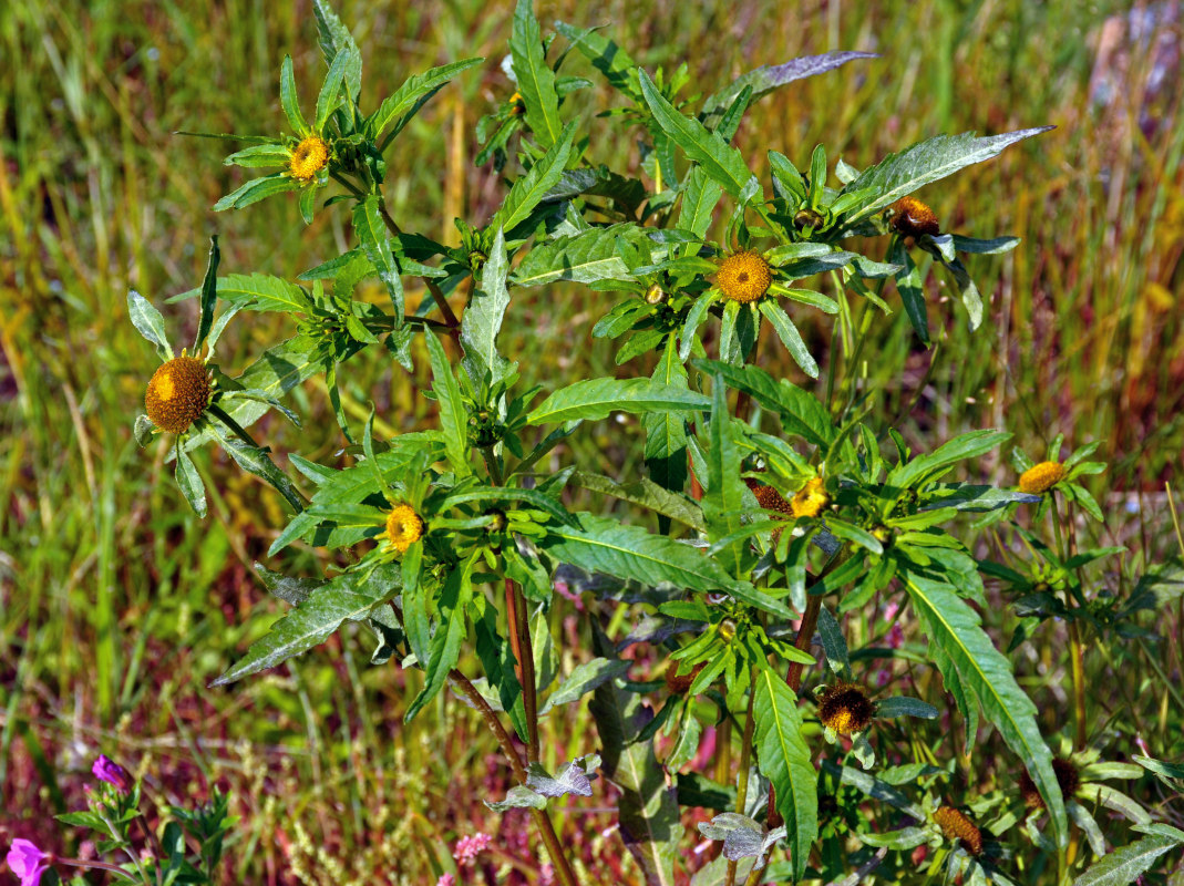 Image of Bidens radiata specimen.