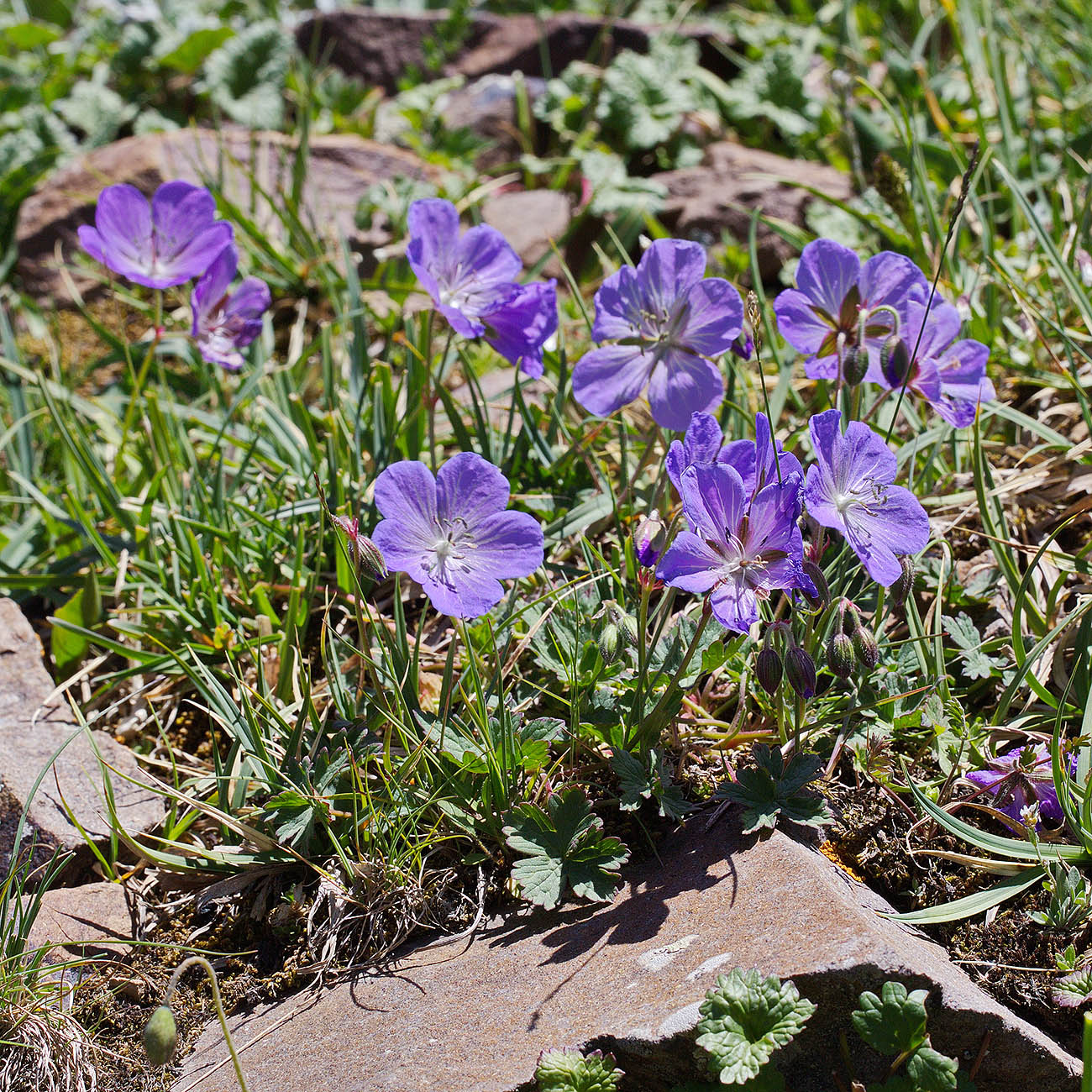 Image of Geranium saxatile specimen.