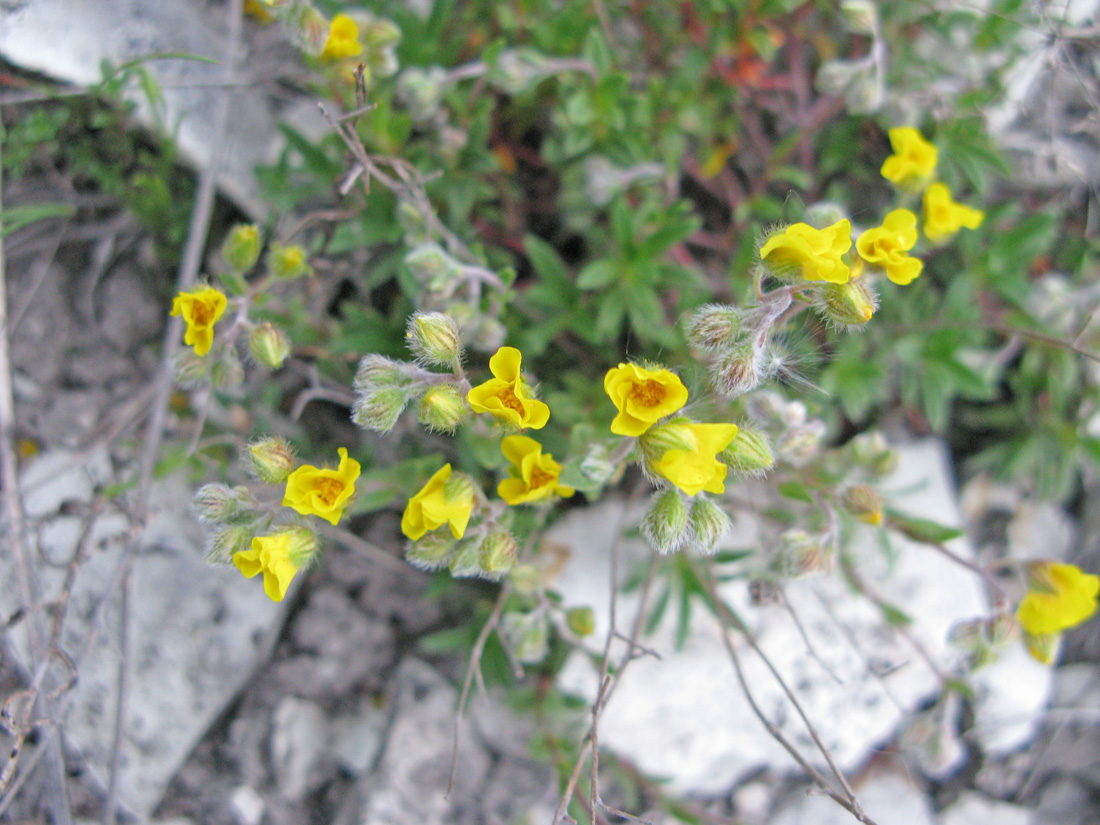 Image of Helianthemum cretaceum specimen.