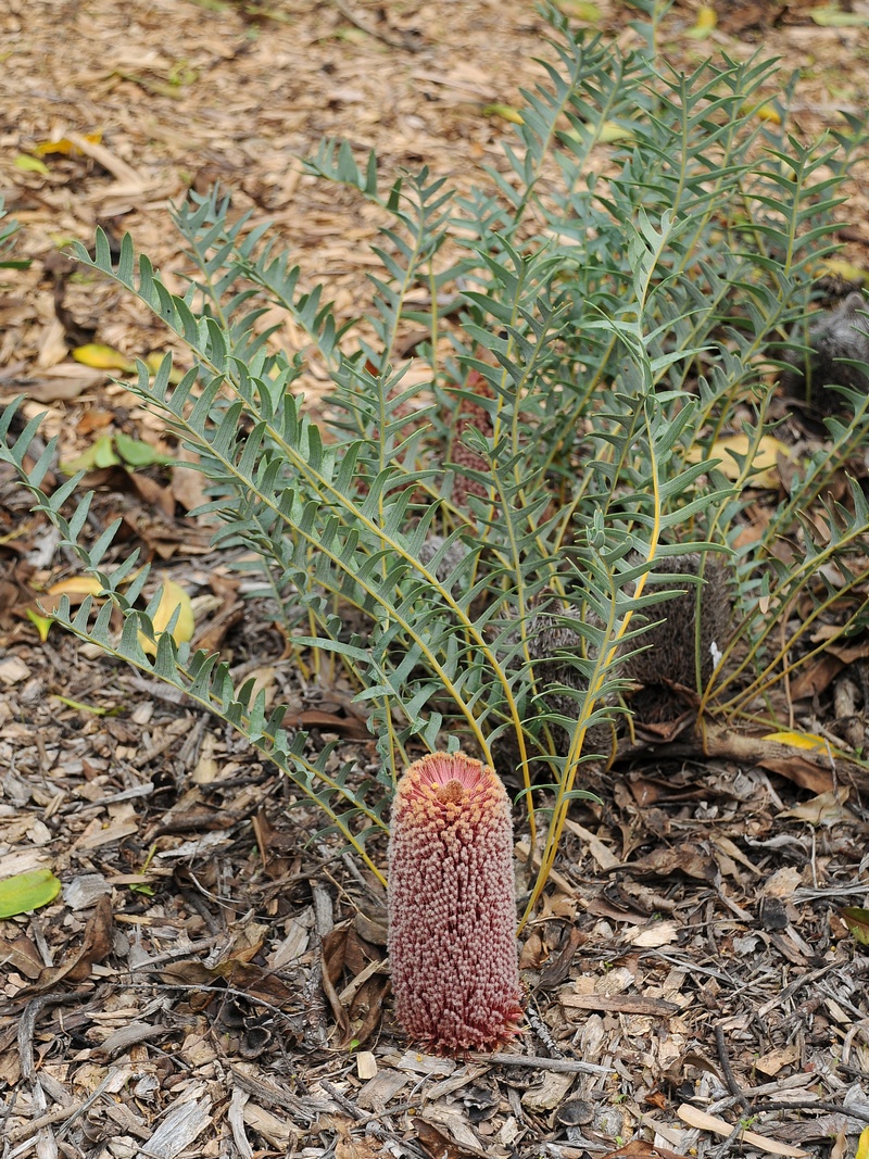 Image of Banksia blechnifolia specimen.