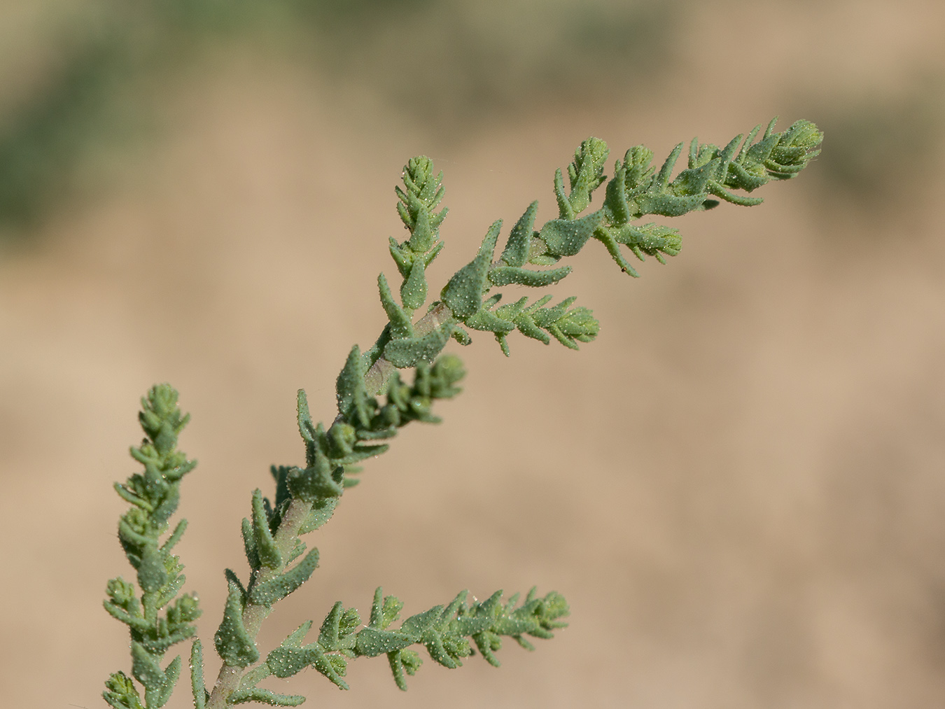 Image of genus Tamarix specimen.