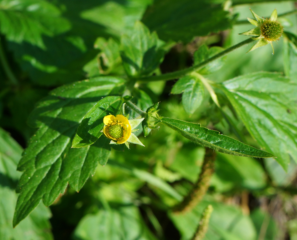 Изображение особи Geum macrophyllum.