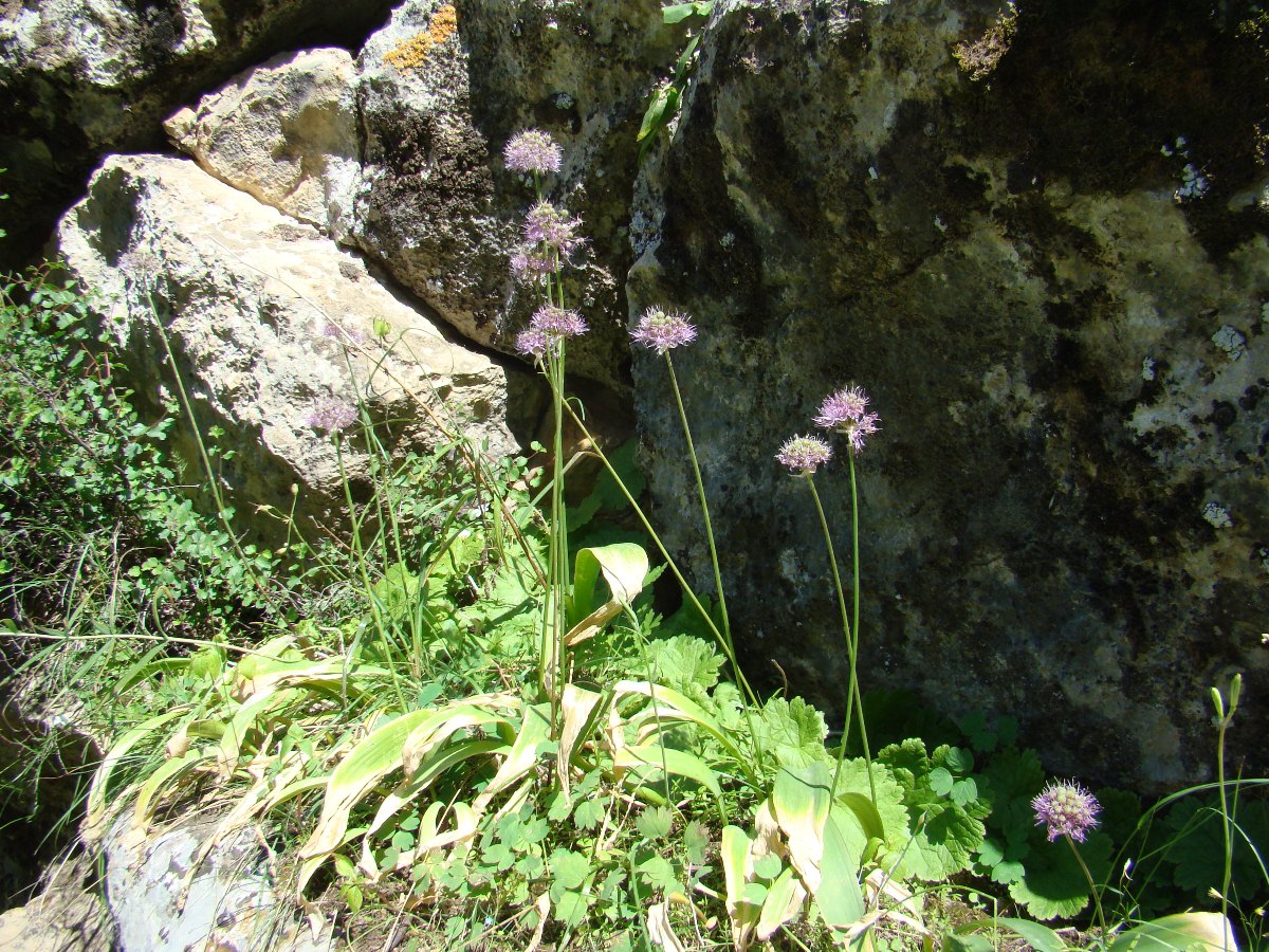 Image of Allium schachimardanicum specimen.