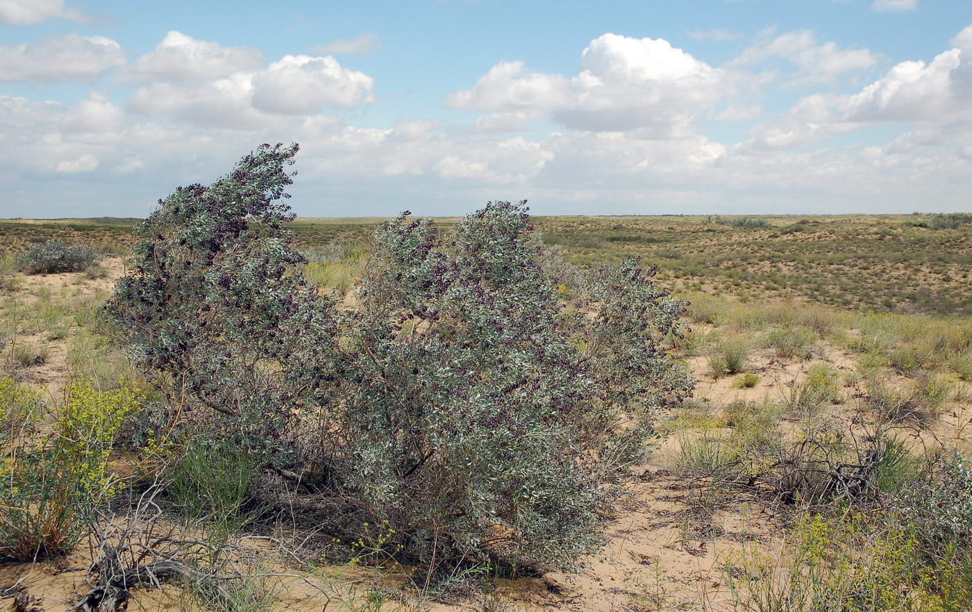 Image of Ammodendron bifolium specimen.