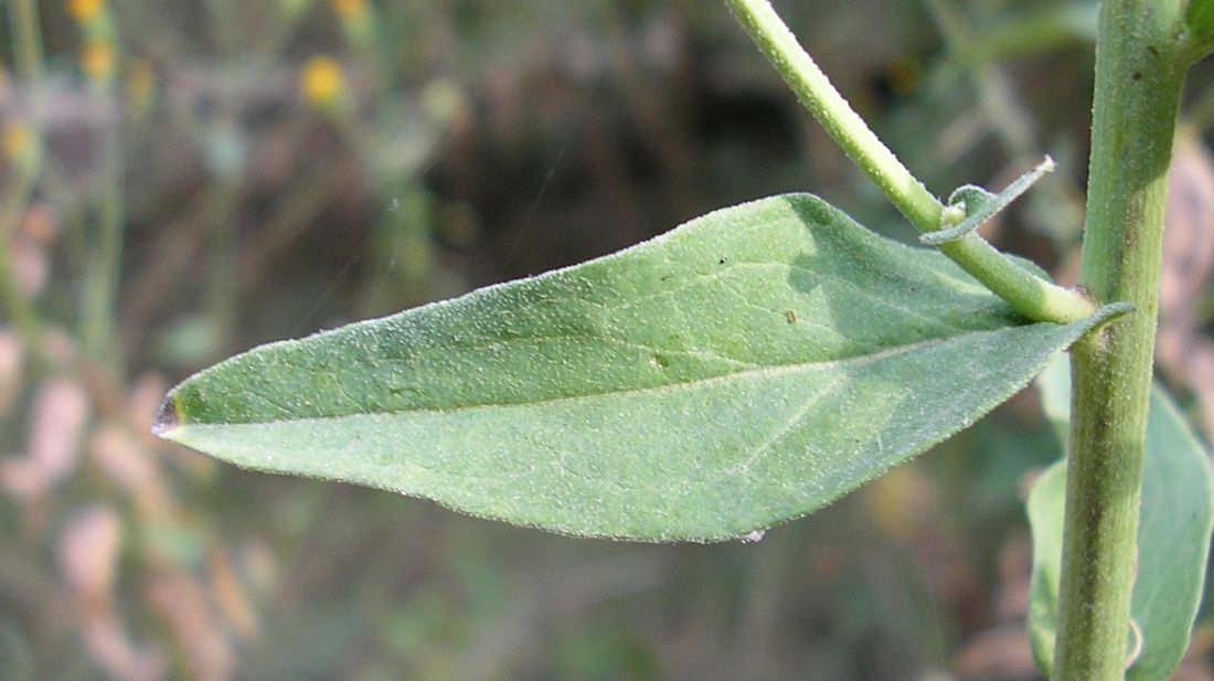 Image of Hieracium pervagum specimen.