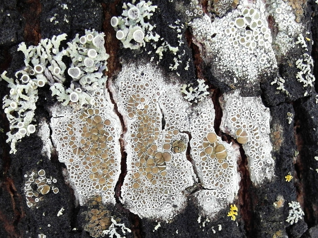 Image of Lecanora chlarotera specimen.