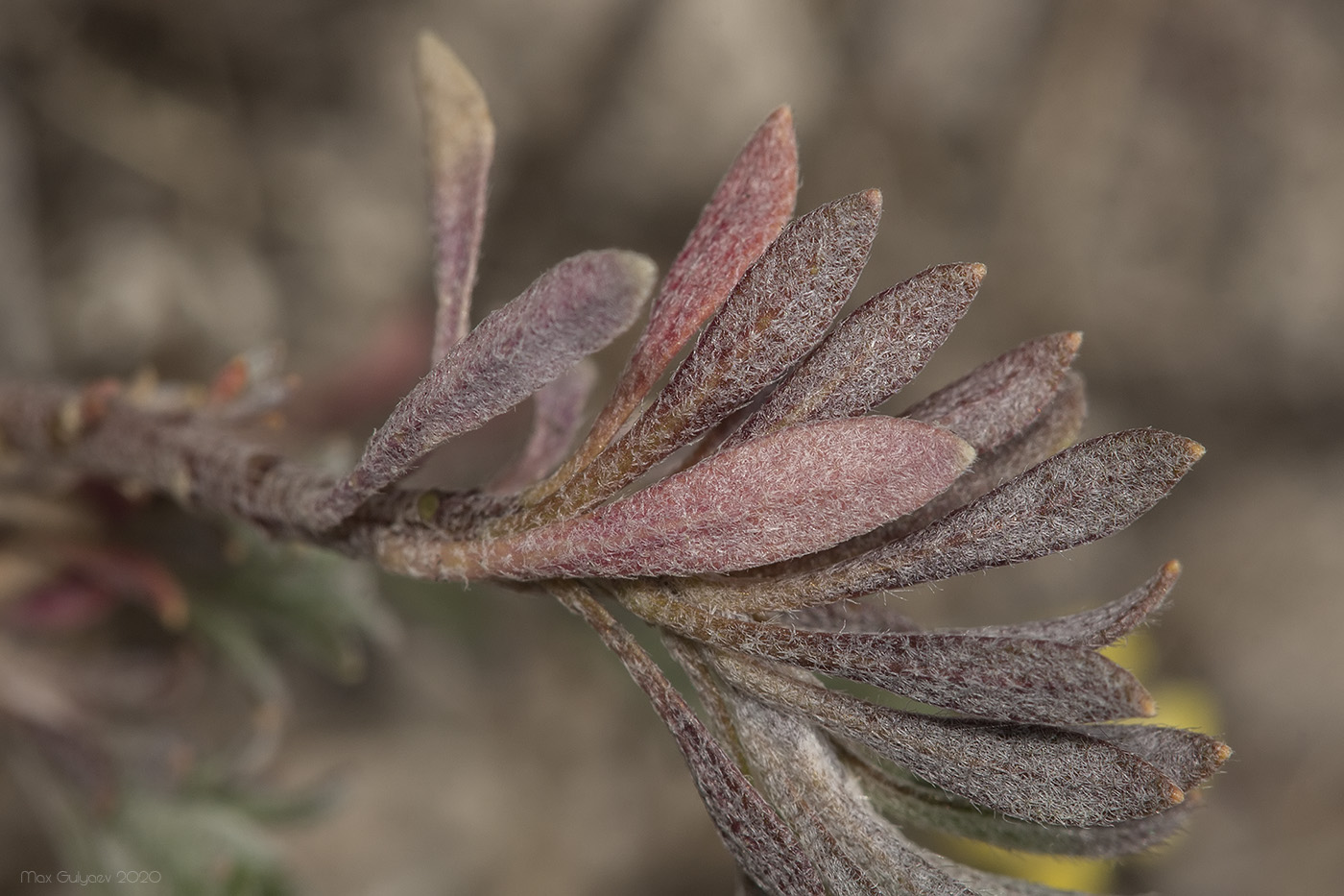 Image of genus Alyssum specimen.