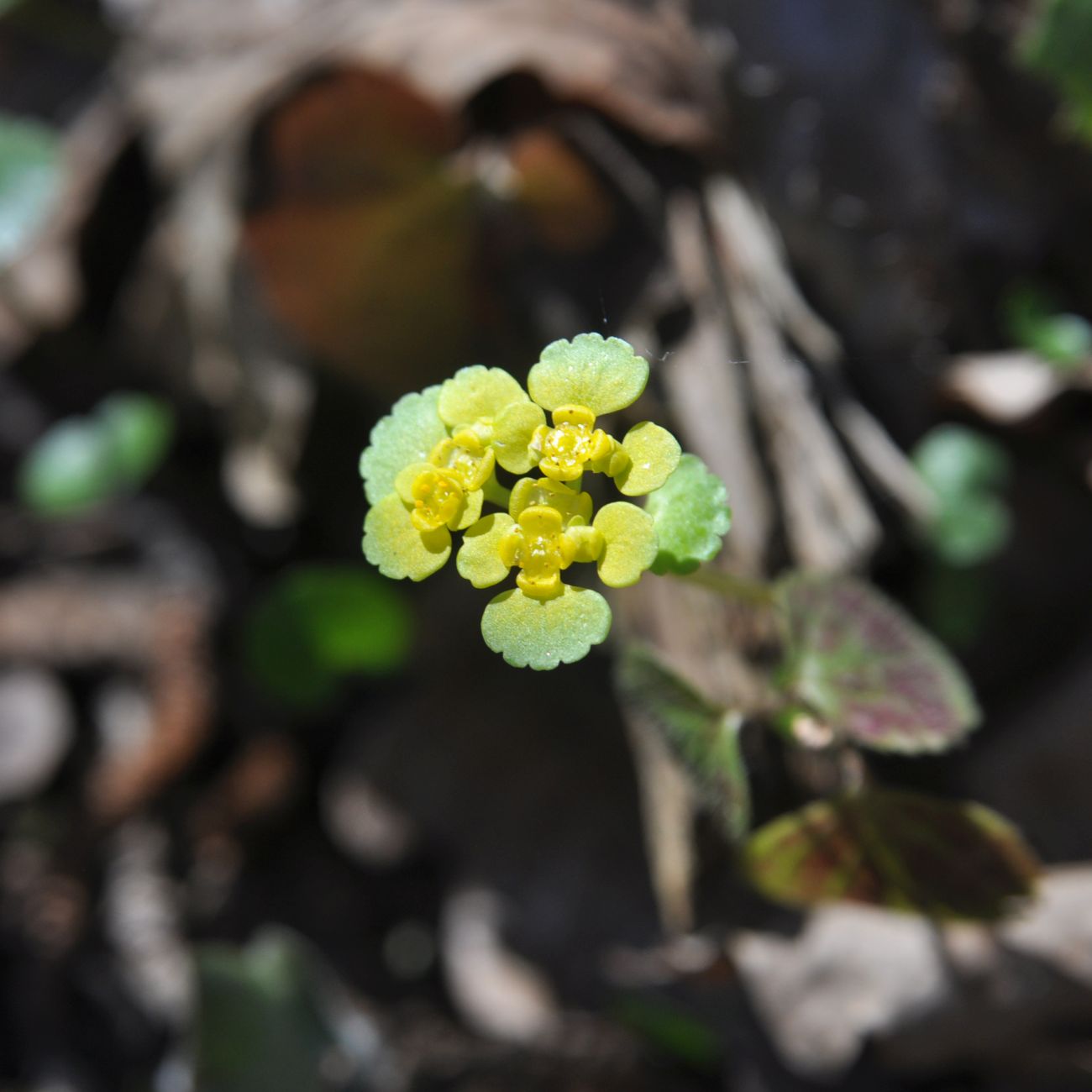 Изображение особи Chrysosplenium alternifolium.