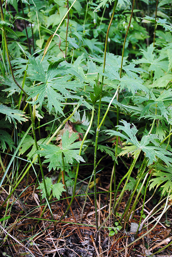 Image of Aconitum krylovii specimen.