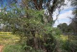 Coccinia sessilifolia. Цветущее растение, опирающееся на Acacia erioloba. Намибия, регион Khoma, ок. 40 км от г. Виндхук, 2 км севернее \"Eagle Rock Guest Farm\"; плато Khomas, ок. 1900 м н. у. м., саванновое редколесье. 25.02.2020.