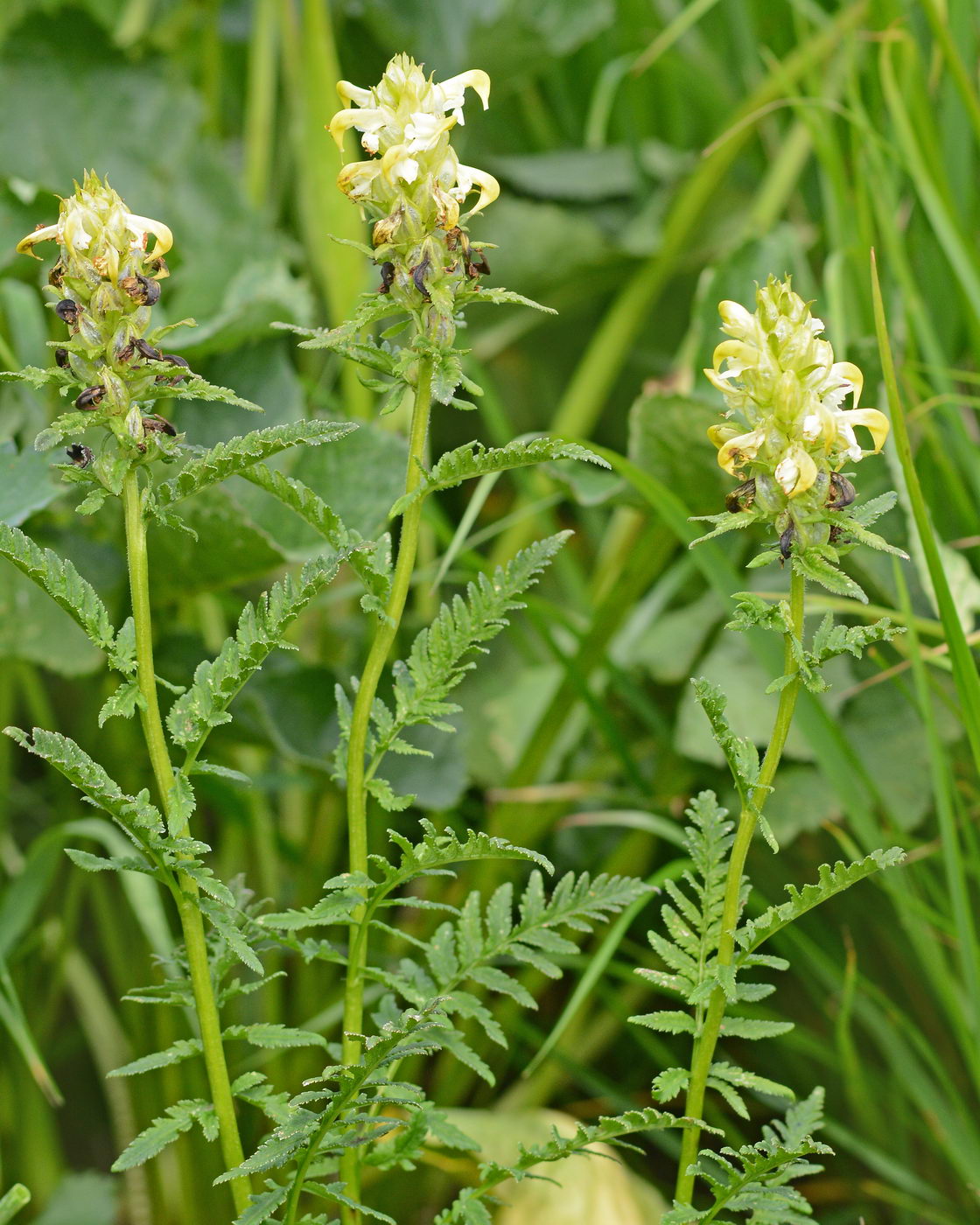 Image of Pedicularis compacta specimen.