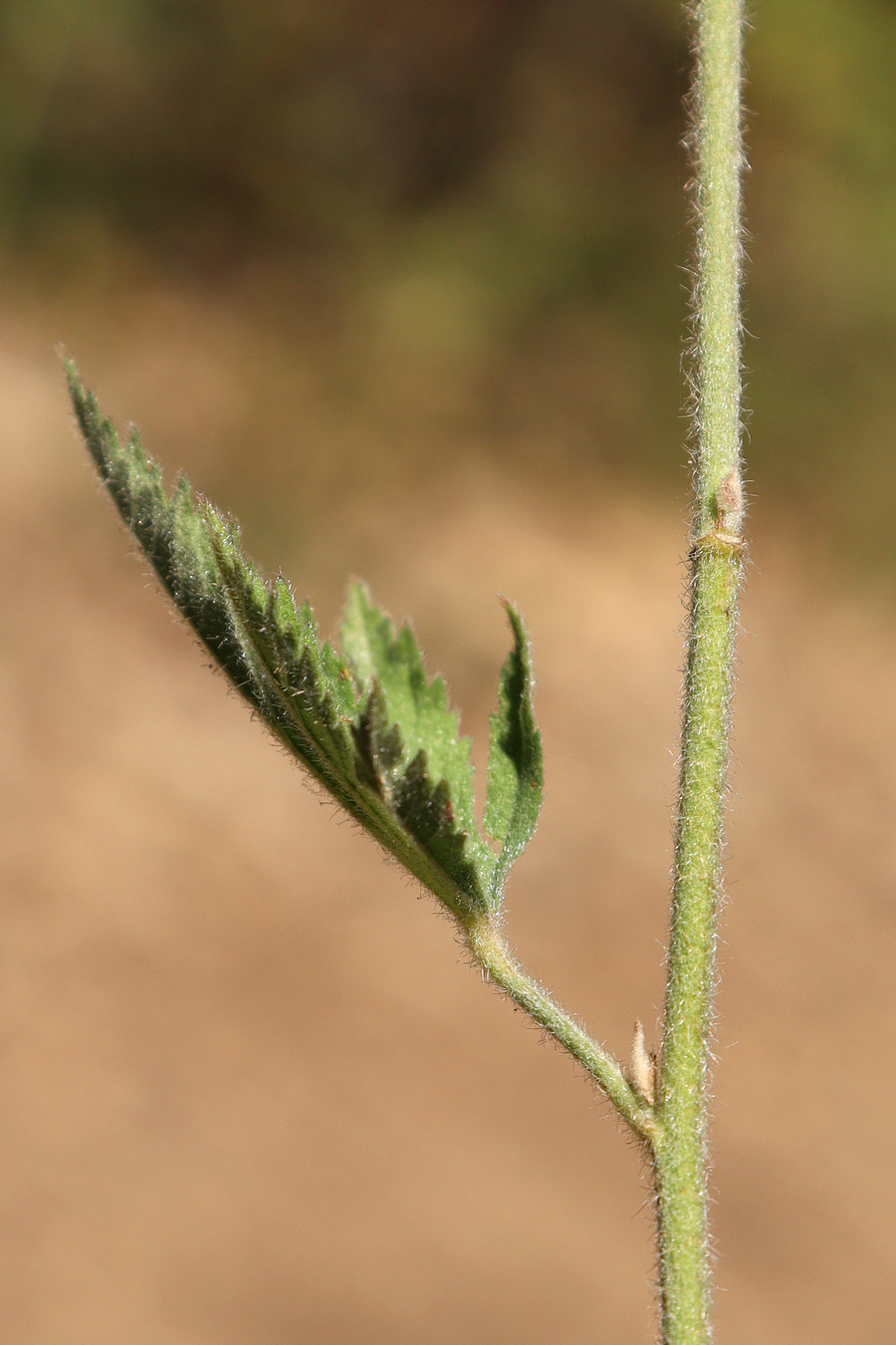 Image of Althaea narbonensis specimen.