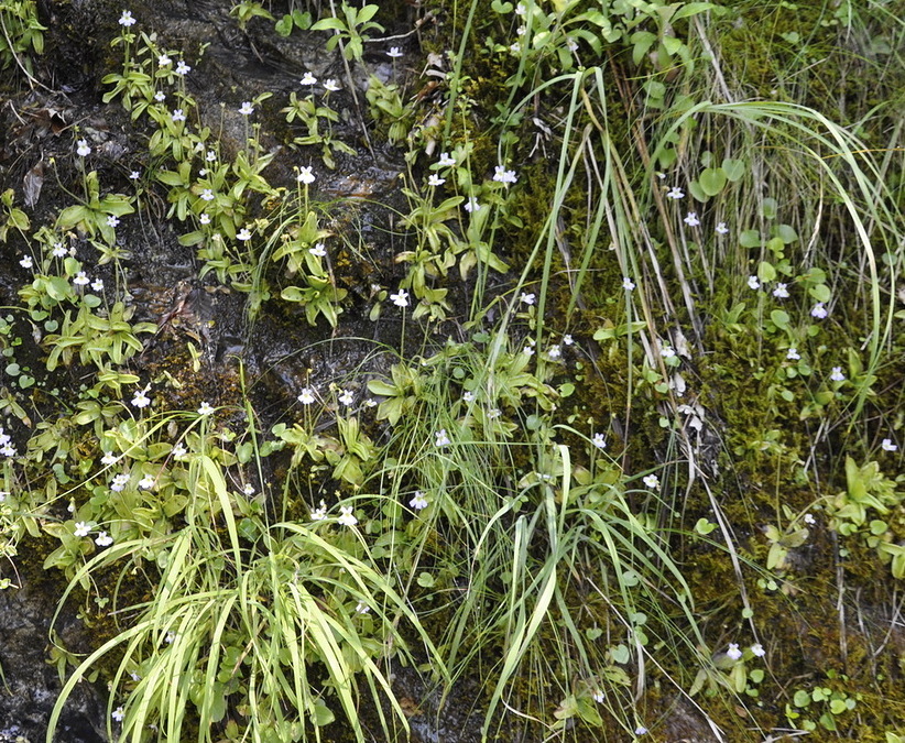 Image of Pinguicula hirtiflora specimen.