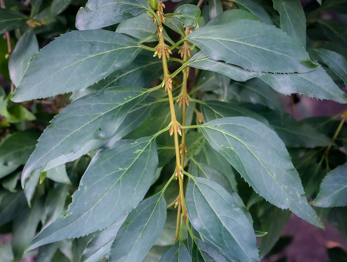 Image of genus Forsythia specimen.