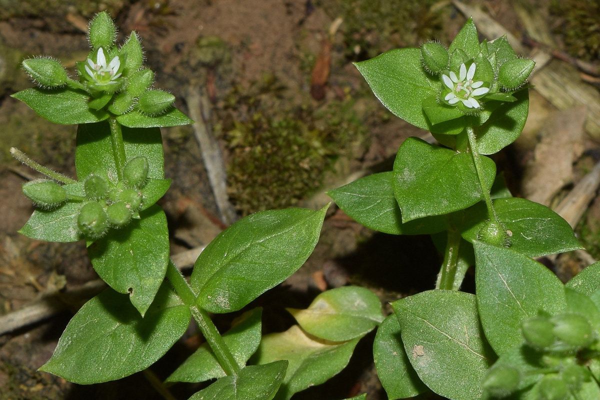 Image of Stellaria media specimen.