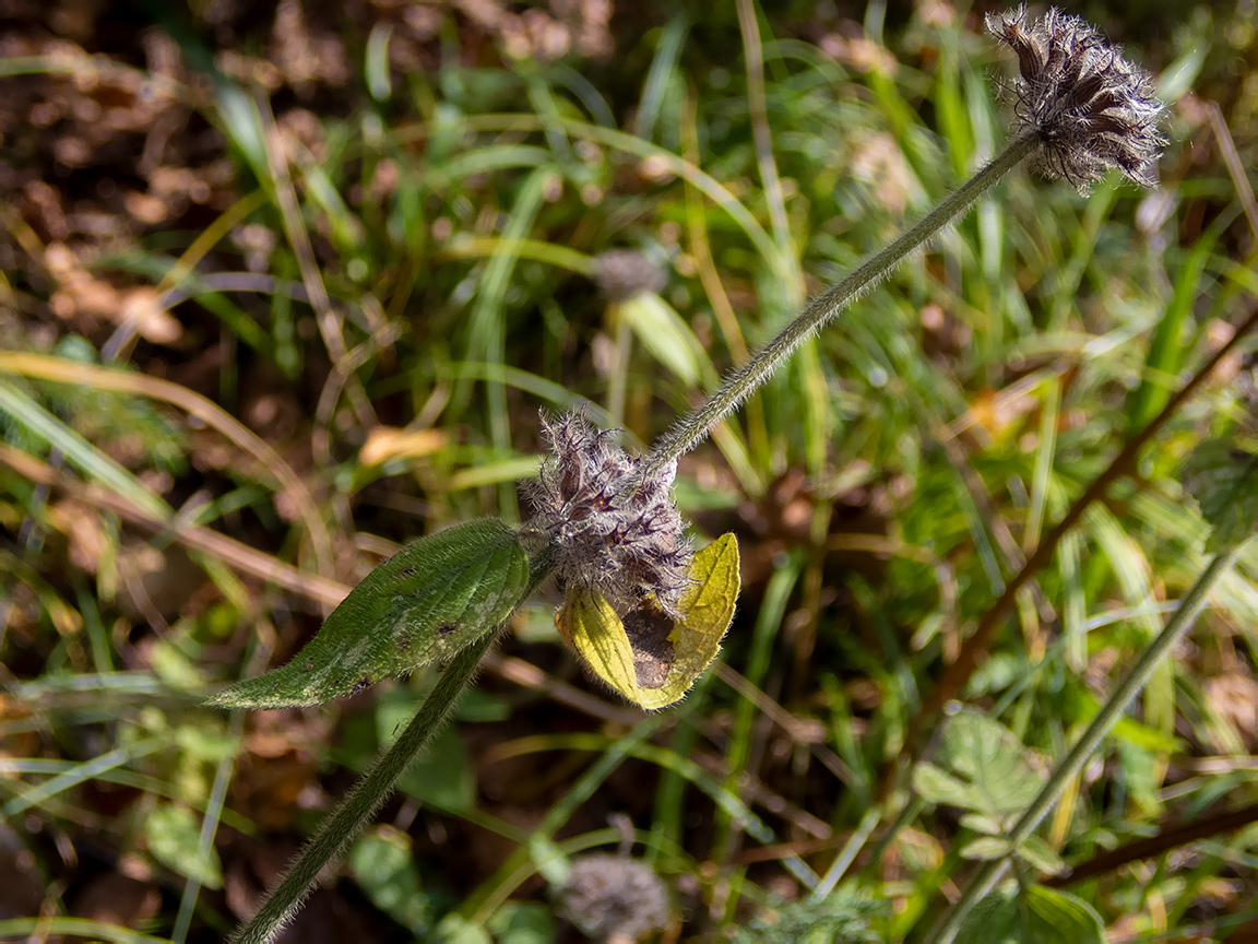 Изображение особи Clinopodium vulgare.