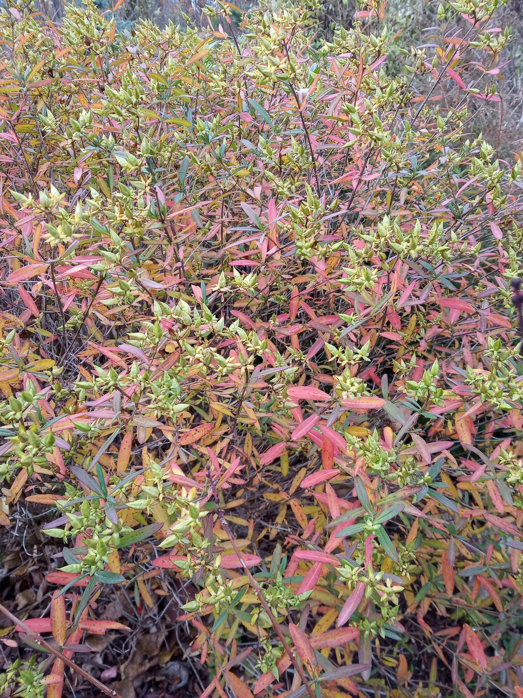 Image of Hypericum kalmianum specimen.