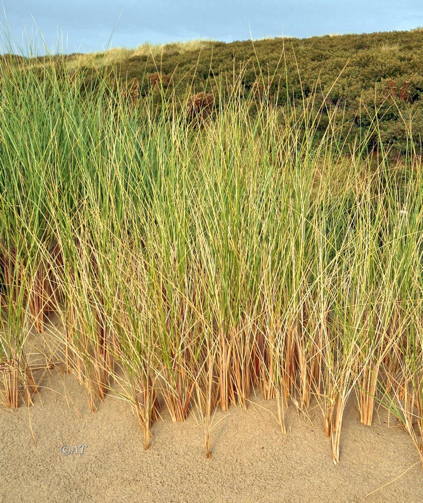 Изображение особи Ammophila arenaria.