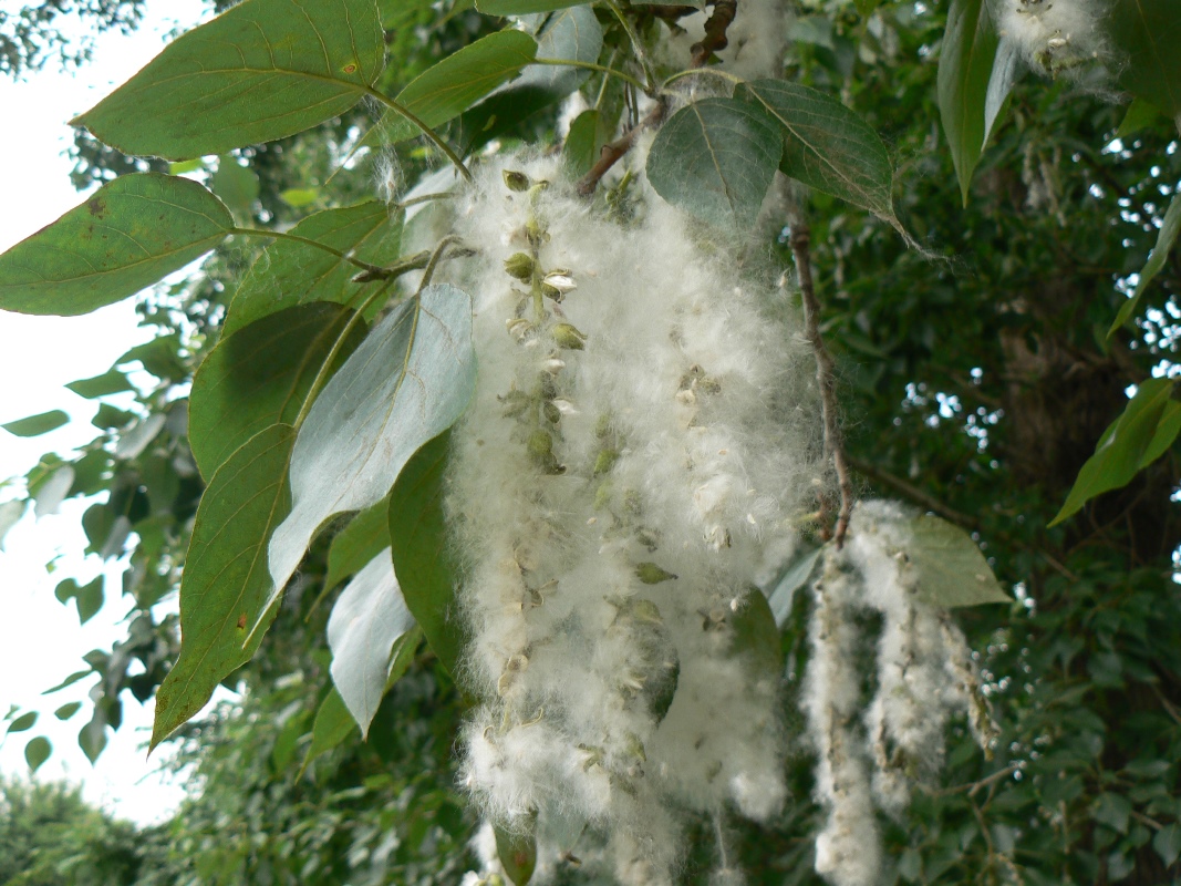 Image of Populus balsamifera specimen.