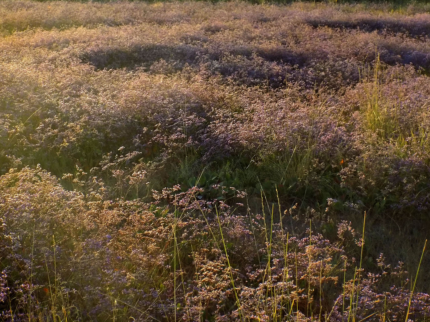 Изображение особи род Limonium.