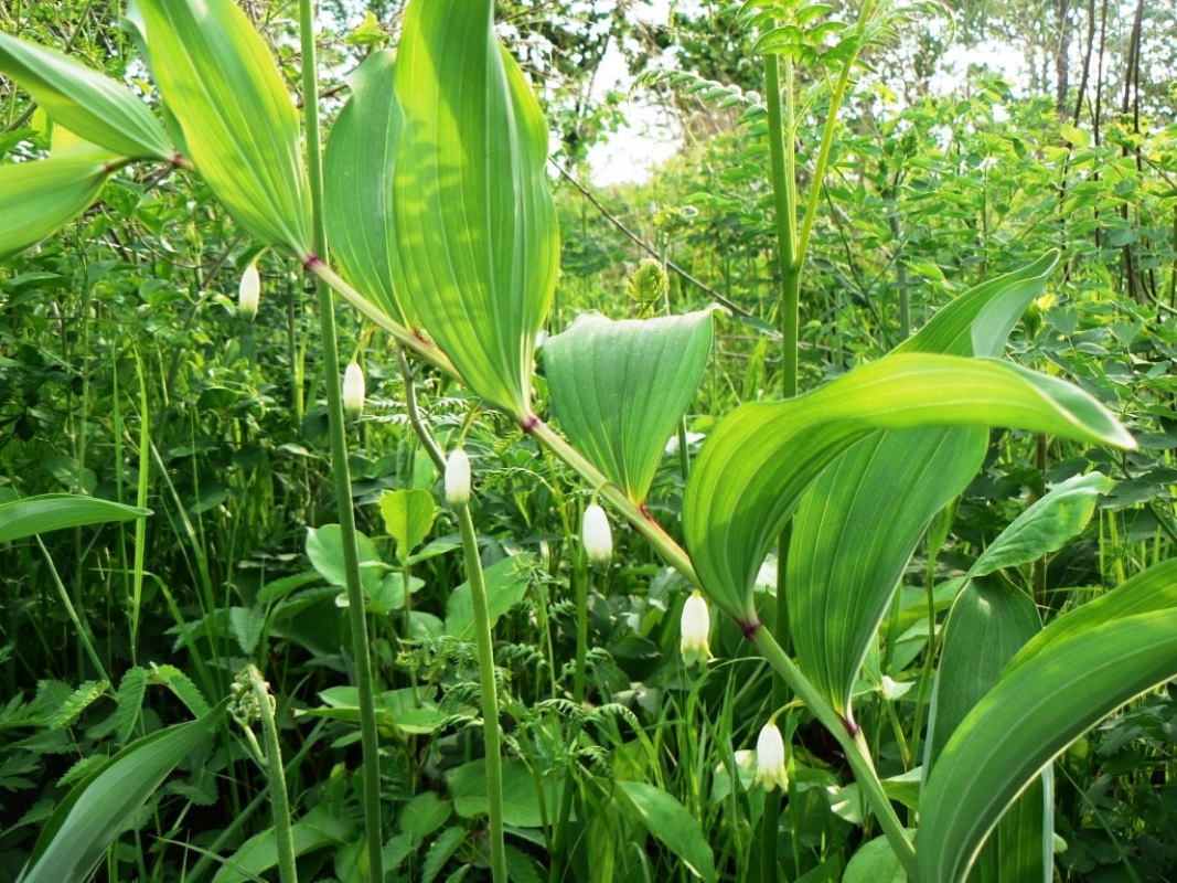 Изображение особи Polygonatum odoratum.