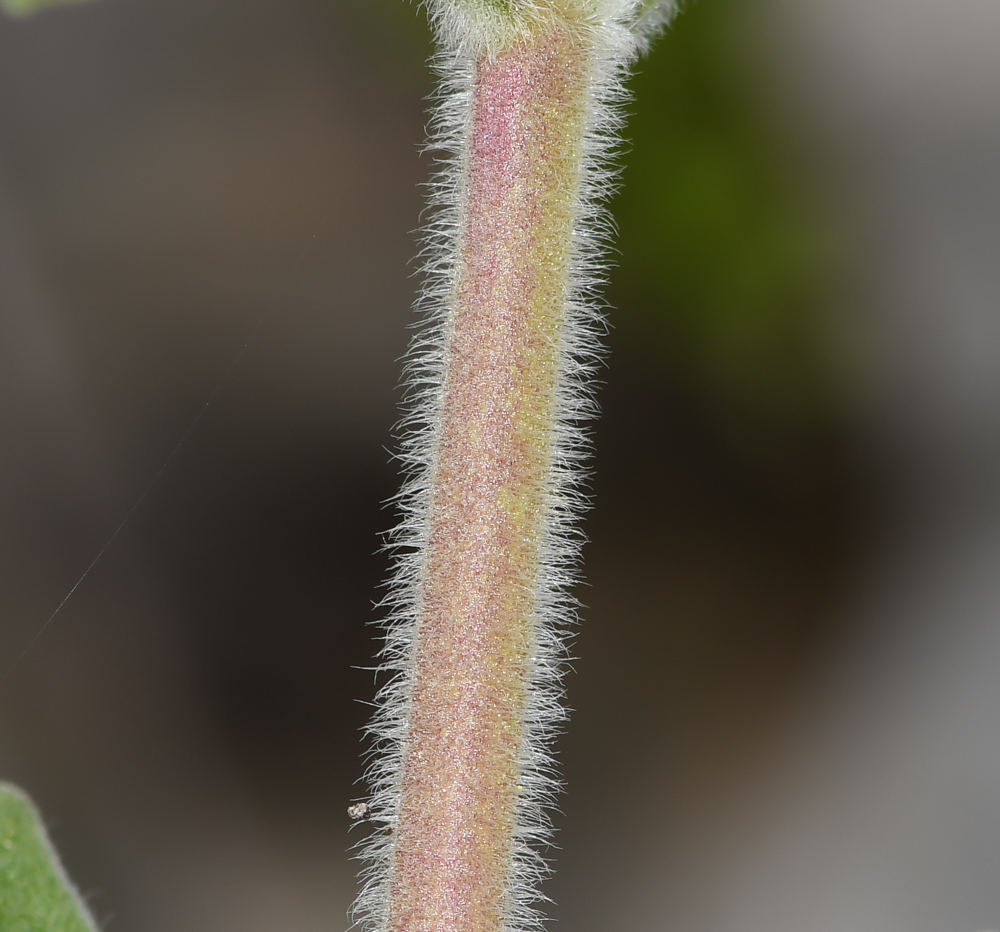 Изображение особи Coleus australis.