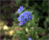 Myosotis sylvatica