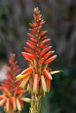 Aloe lutescens. Соцветие. Израиль, г. Иерусалим, ботанический сад университета. 01.05.2019.