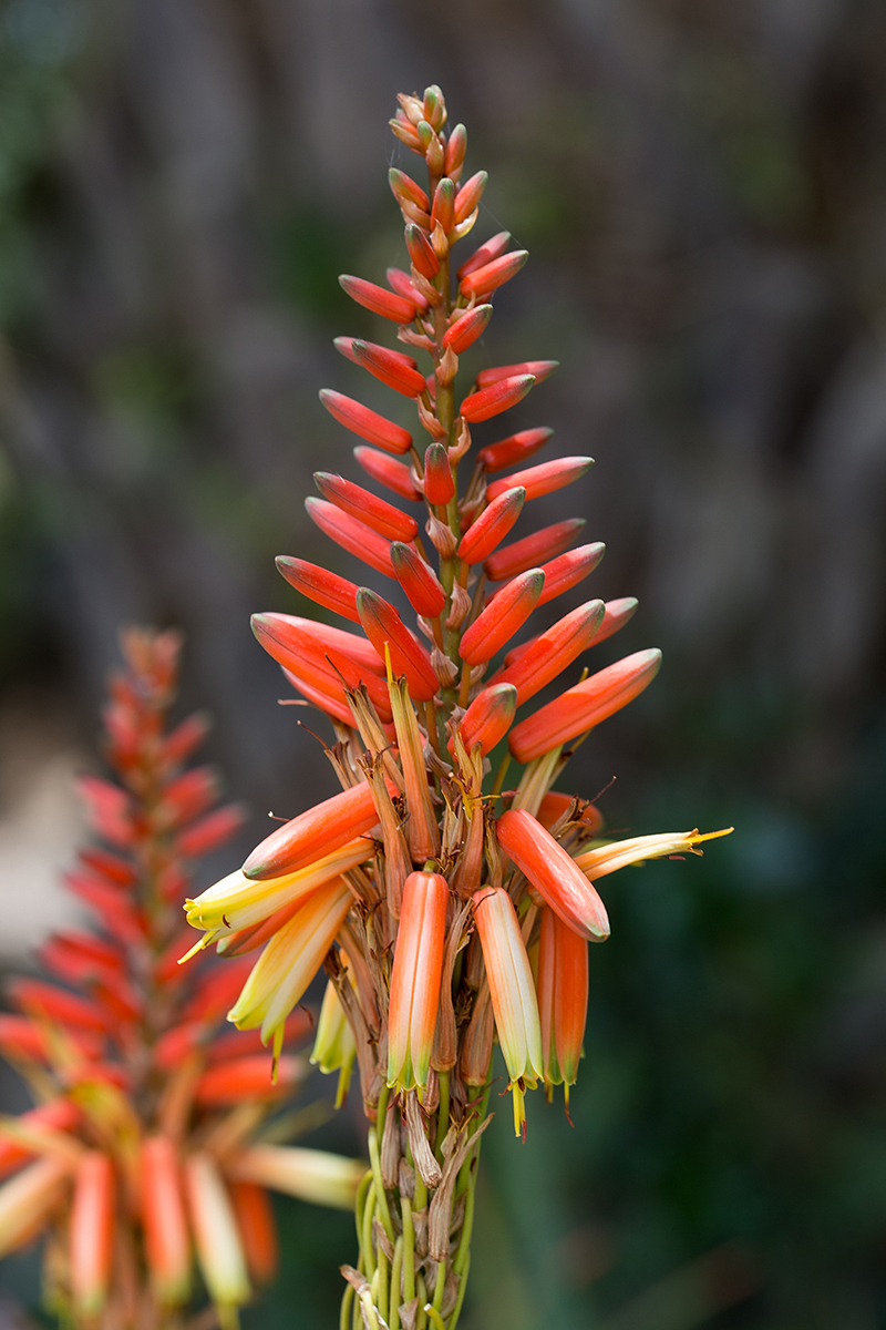 Image of Aloe lutescens specimen.