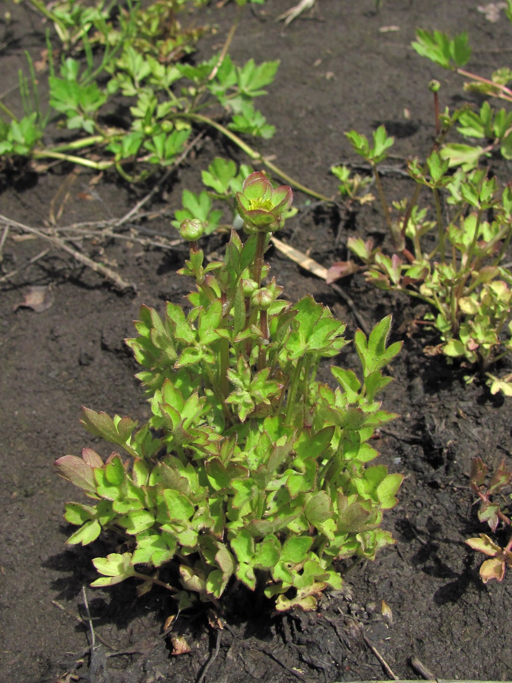 Image of Ranunculus repens specimen.