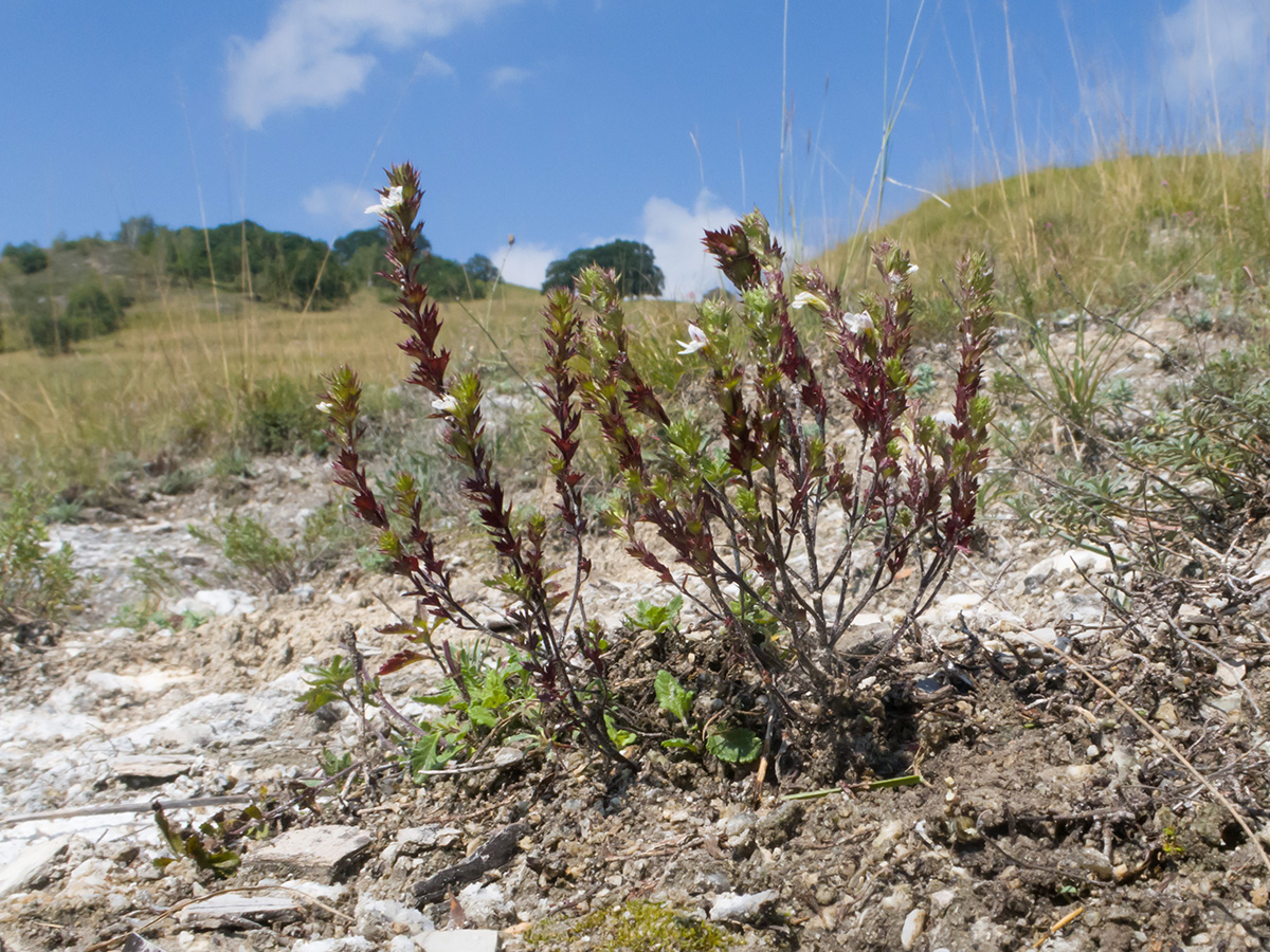 Изображение особи Euphrasia pectinata.