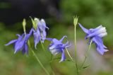 Aquilegia olympica. Соцветие с цветками и незрелым плодом. Республика Северная Осетия-Алания, Ирафский р-н, Большой Кавказ, левый склон долины р. Караугомдон, ≈ 1970 м н.у.м., сосновый лес. 08.07.2021.