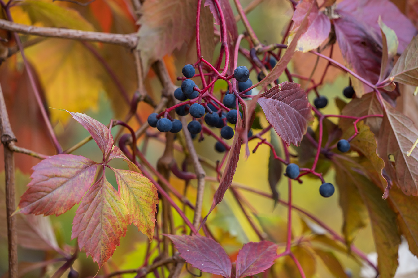 Изображение особи Parthenocissus quinquefolia.