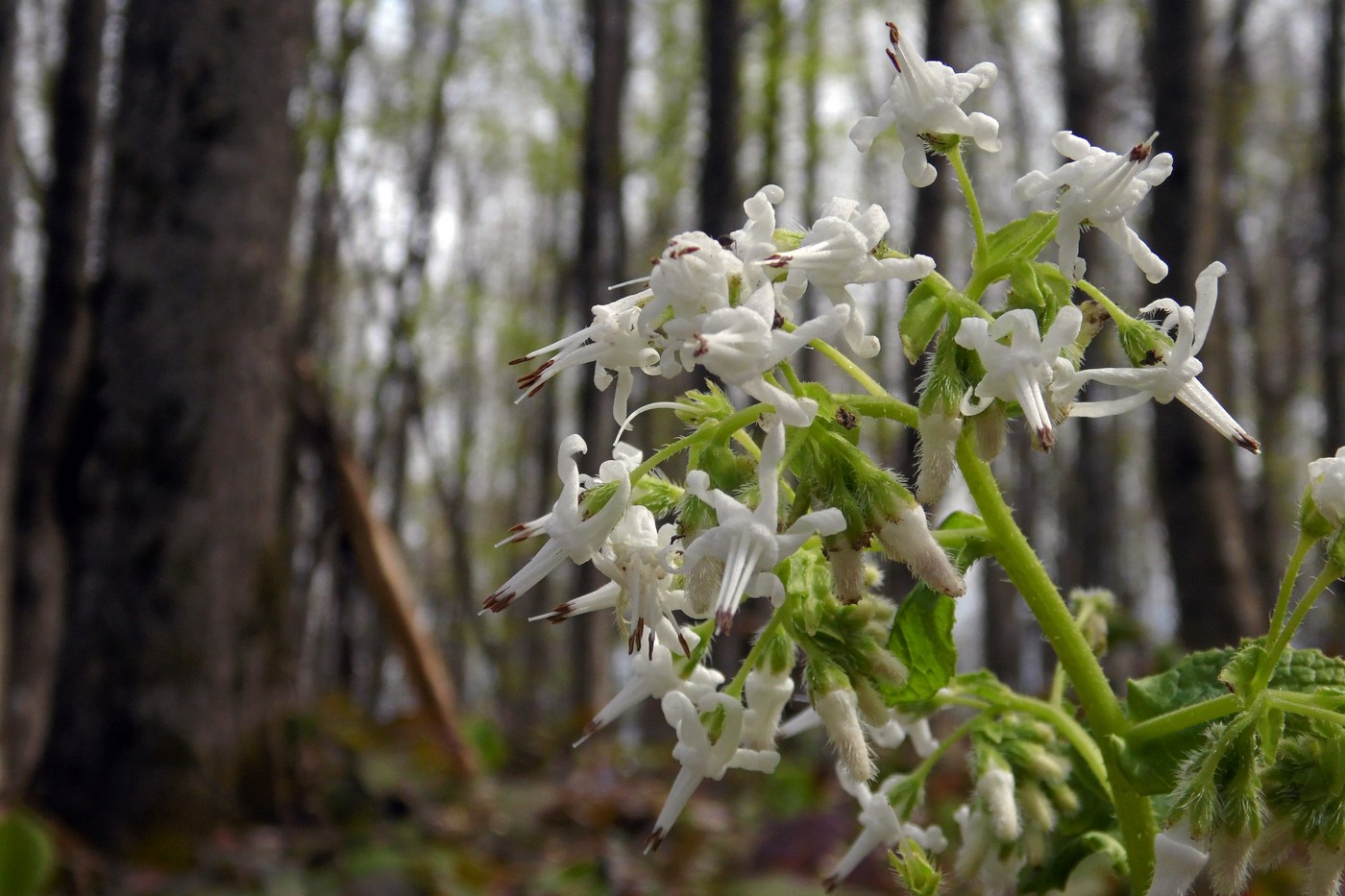 Изображение особи Trachystemon orientalis.