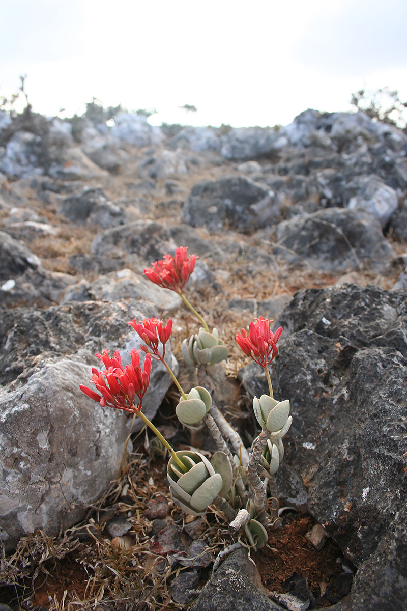 Image of Kalanchoe farinacea specimen.