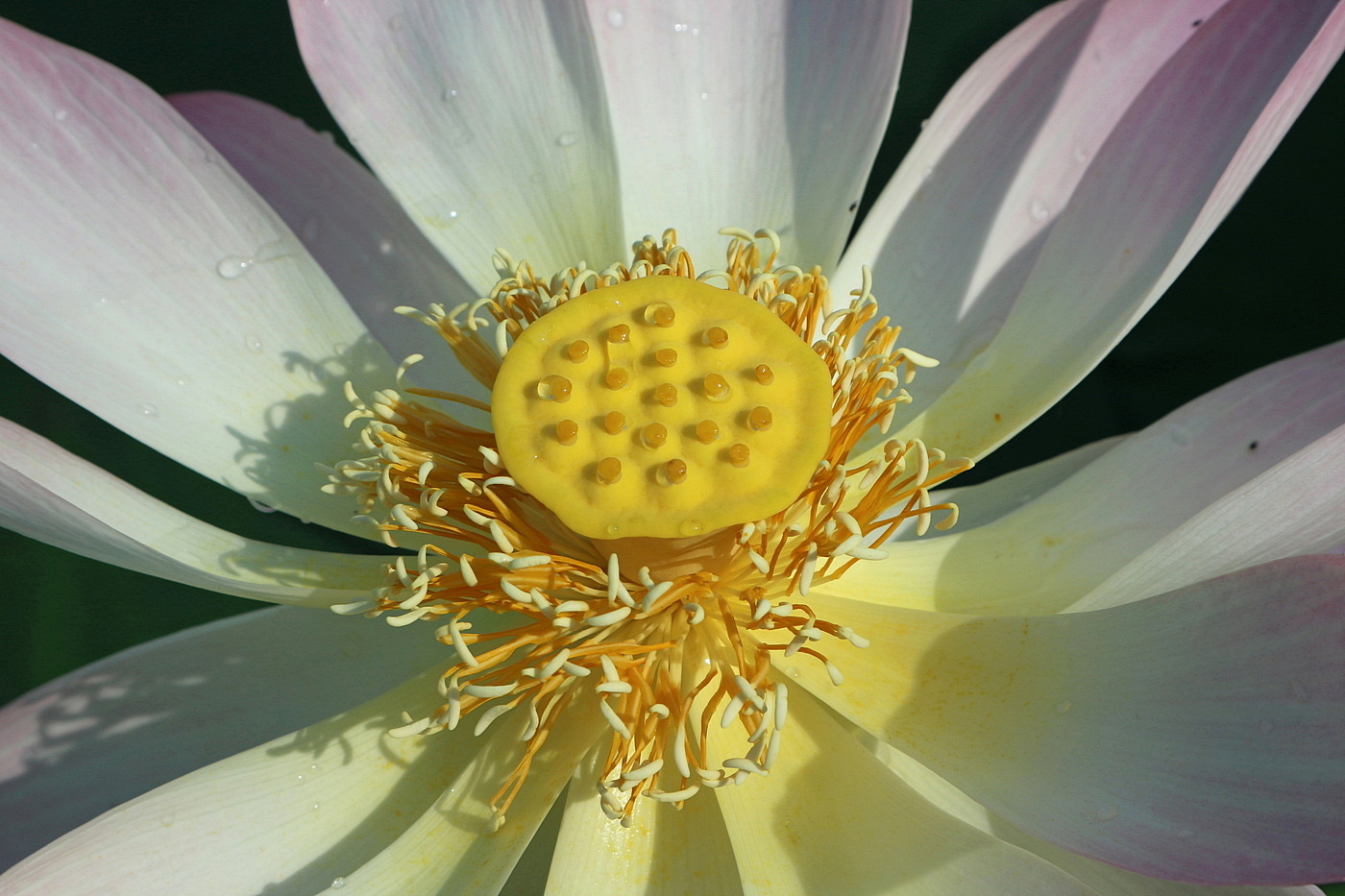 Image of Nelumbo caspica specimen.