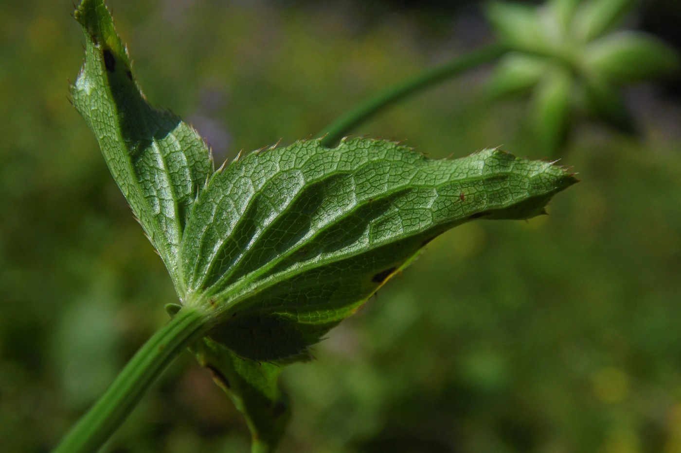 Image of Astrantia maxima specimen.