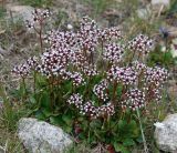 Micranthes melaleuca