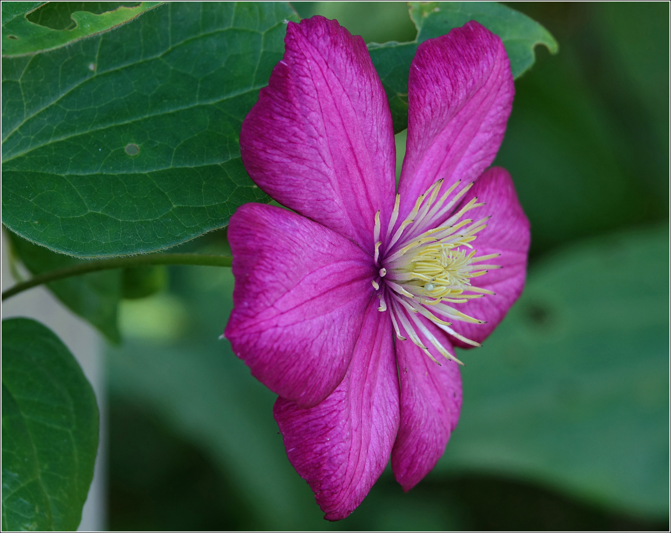 Изображение особи Clematis &times; jackmanii.