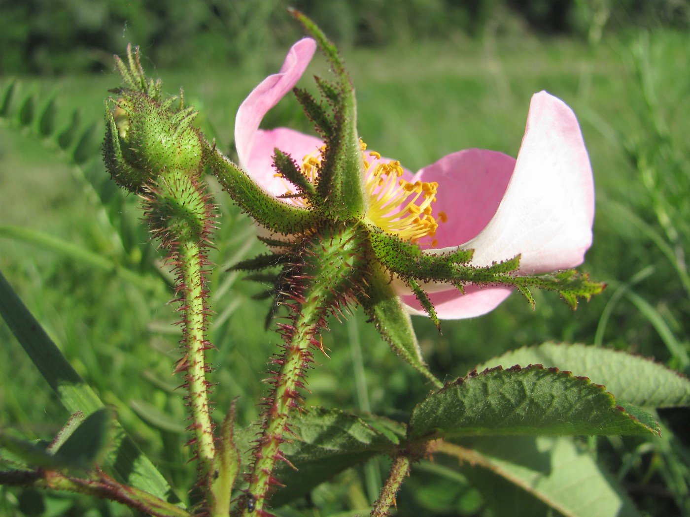 Image of Rosa gallica specimen.