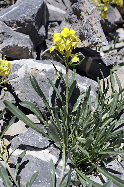 Изображение особи Erysimum humillimum.