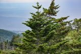 Abies sachalinensis