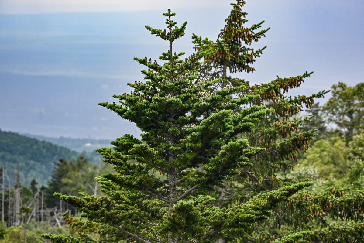 Изображение особи Abies sachalinensis.