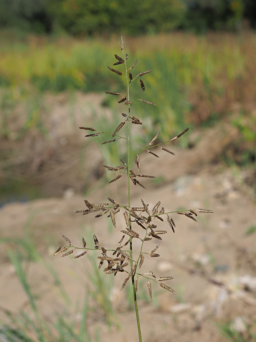 Изображение особи Eragrostis minor.