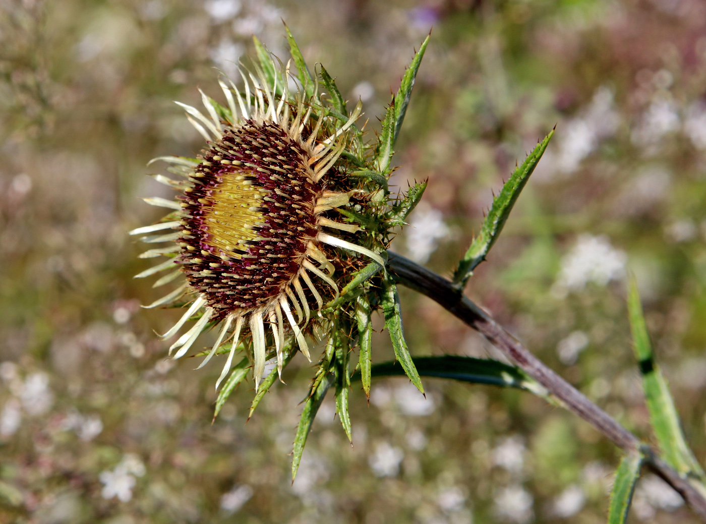 Изображение особи Carlina intermedia.