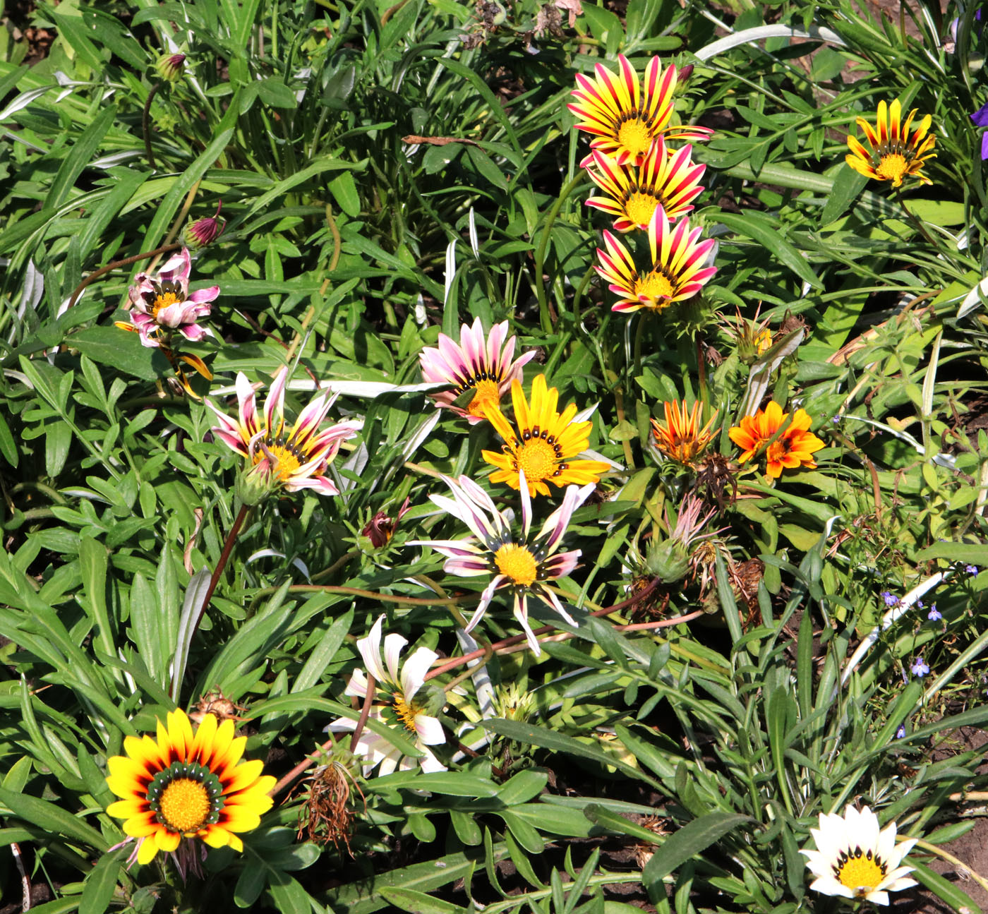 Image of Gazania &times; hybrida specimen.