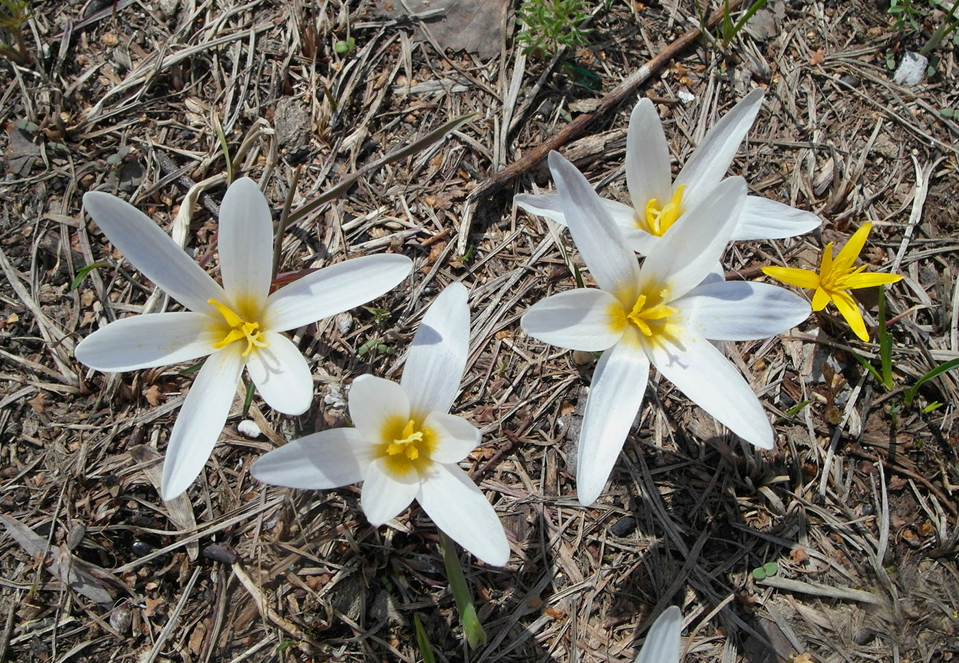 Image of Crocus alatavicus specimen.