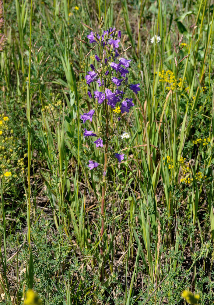 Image of Campanula sibirica specimen.