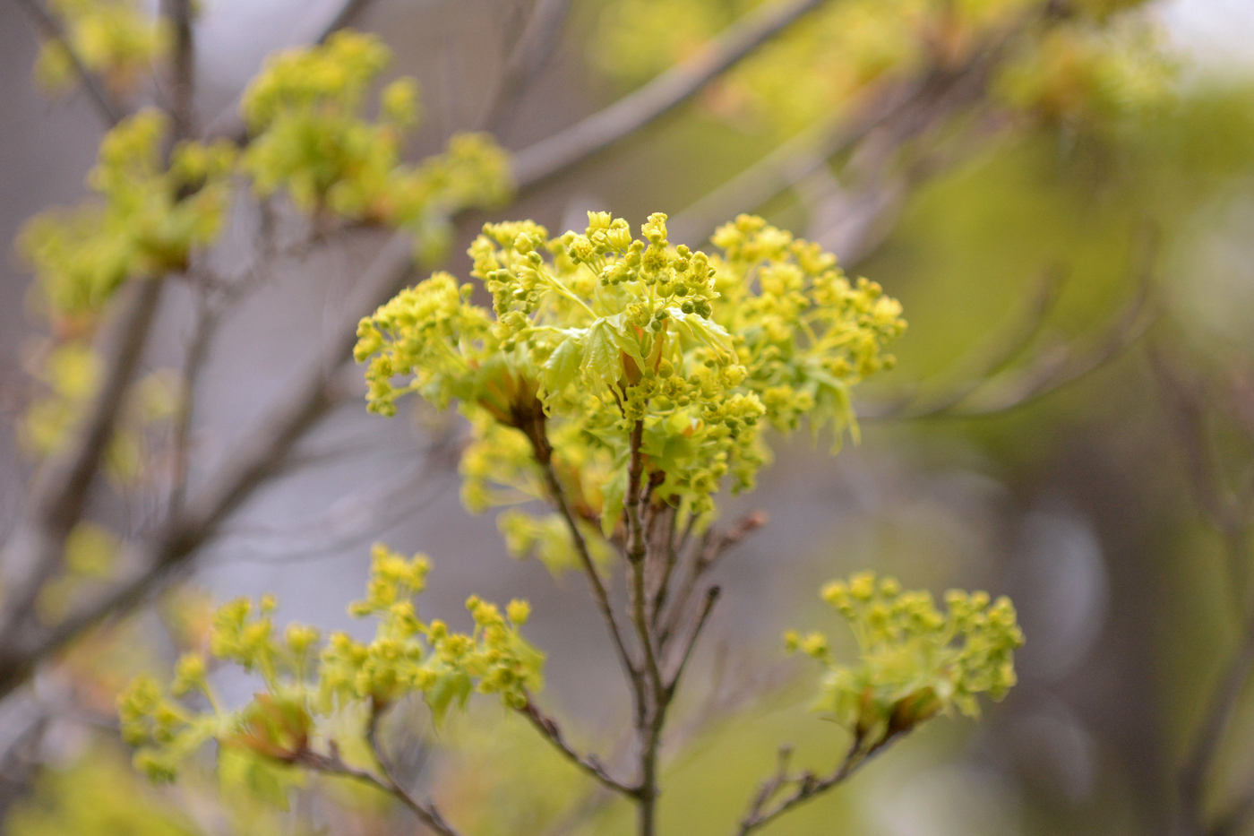 Image of Acer mayrii specimen.